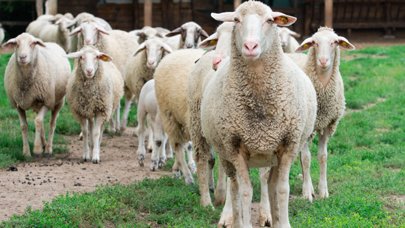Centro de Investigación ovisnova, grupo de ovejas de frente