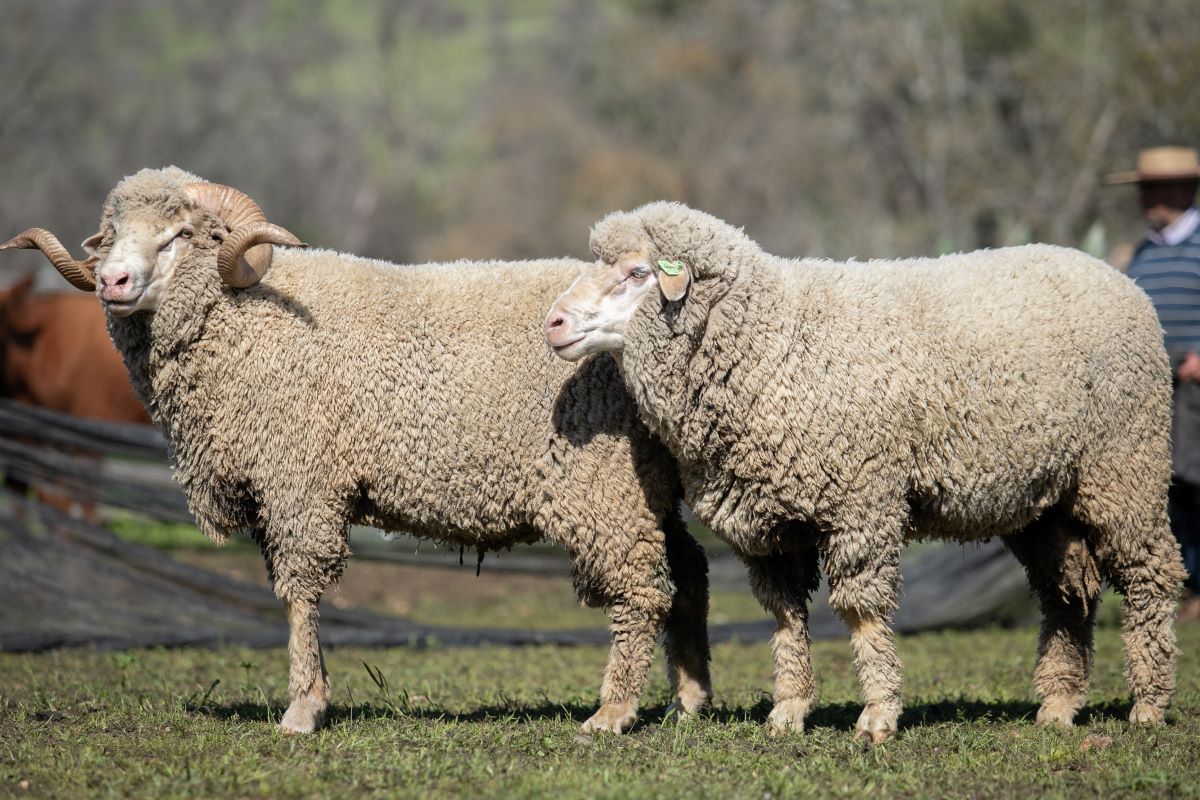 OVISNOVA lideró iniciativa que busca aprovechar la lana de oveja para fabricar fertilizante